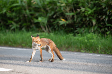 Hokkaido wild fox crossing the road