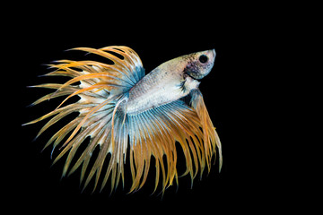Yellow and blue betta fish, siamese fighting fish on black background
