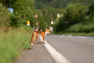 Hokkaido wild fox on the road