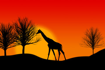 Fototapeta na wymiar Giraffe im Sonnenuntergang