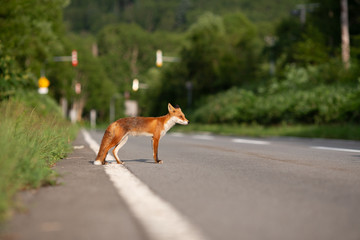 Hokkaido wild fox crossing the road