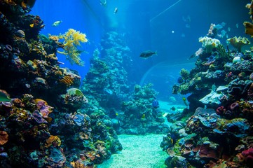 Naklejka na ściany i meble Coral & fishes, Red Sea