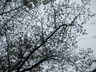 Japanese spring - Sakura