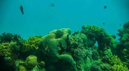Fototapeta na wymiar Coral & fishes, Red Sea