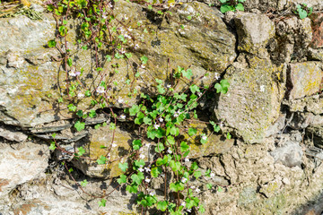 Flowers between the stones. Plants in the cracks of the old stone wall.