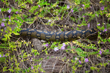 wild python Australia