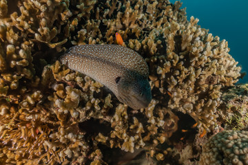Obraz na płótnie Canvas Moray eel Mooray lycodontis undulatus in the Red Sea, eilat israel
