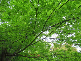 Fototapeta na wymiar Japanese spring - tree and sky