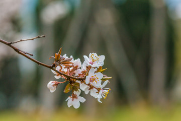 Ye Li, purple flowers ，Prunus Cerasifera Ehrhar f. atropurpurea