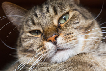 Close-up view of the cat face. Focus on the nose