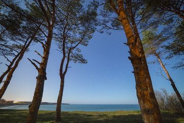 Fototapeta na wymiar Pine and birch forest on the shore of the Baltic sea late at night. Starry sky on the background