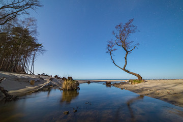 Small stream flows into the sea through the beach. Lonely bare tree