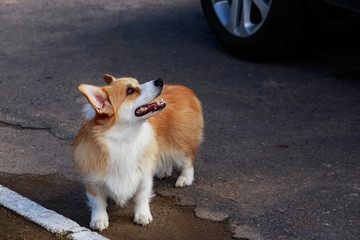 Dog breed Welsh Corgi Pembroke