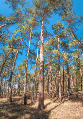 Panoramic view of wild pine tree forest at early Spring, near Magdeburg, Germany