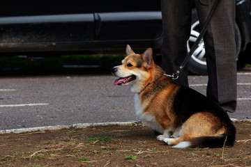 Dog breed Welsh Corgi Pembroke
