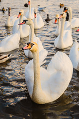 flock of swans sailed to the river bank. City landscape, people fed the swans on the embankment.
