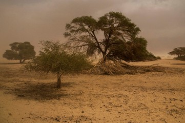 Fototapeta premium Israeli desert