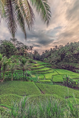 Tegallalang rice terrace in Ubud, Bali, Indonesia