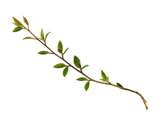 Spring twigs with small green leaves and buds