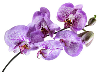 Branch of purple orchid flower isolated on white background.