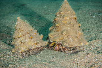 Bristled Hermit Crab in the Red Sea Colorful and beautiful, Eilat Israel