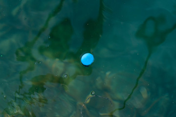 Obraz na płótnie Canvas 小笠原の海に浮かぶペットボトルのキャップ，プラスチックゴミ
