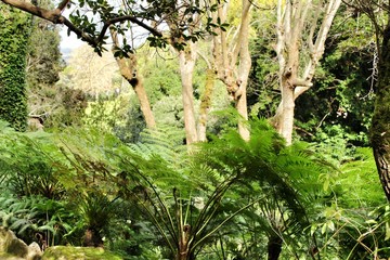 Fototapeta premium Leafy and green garden with big ferns in Sintra