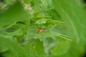 macro photography of plants of insects and dew drops