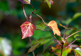 Red ivy leaves