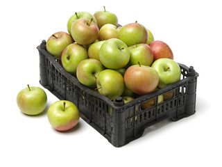 Green apples （china guoguang apple） isolated on white background