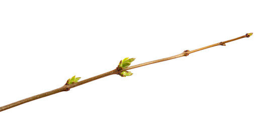 Branch of lilac bush with young leaves on an isolated white background