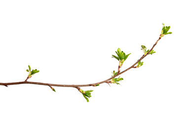 A branch of currant bush with young leaves on an isolated white background. - 262764238