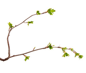 A branch of currant bush with young leaves on an isolated white background. - 262764253