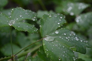 macro photography of plants of insects and dew drops