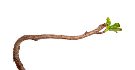 A branch of currant bush with young leaves on an isolated white background.