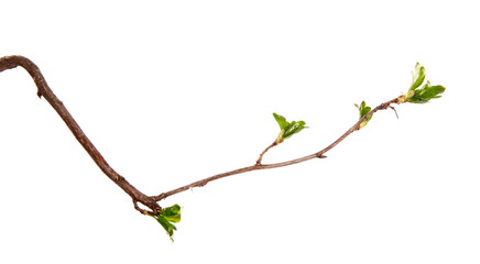 A branch of currant bush with young leaves on an isolated white background.