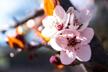 wei&szlig; rosa Bl&uuml;te Nahaufnahem
