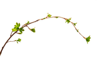 A branch of currant bush with young leaves on an isolated white background.