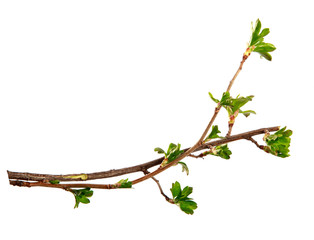 A branch of currant bush with young leaves on an isolated white background. - 262764636