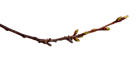 Cherry fruit tree branch with swollen buds on an isolated white background.