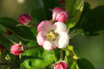 Fototapeta na wymiar pink blossoms from apple tree
