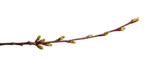 Cherry fruit tree branch with swollen buds on an isolated white background.