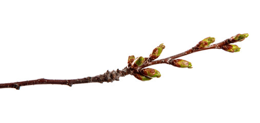 Cherry fruit tree branch with swollen buds on an isolated white background.