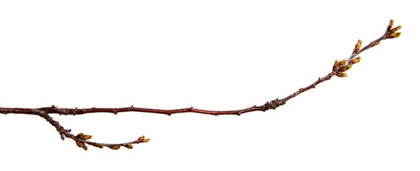 Cherry fruit tree branch with swollen buds on an isolated white background.