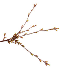 Cherry fruit tree branch with swollen buds on an isolated white background.