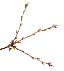 Cherry fruit tree branch with swollen buds on an isolated white background.