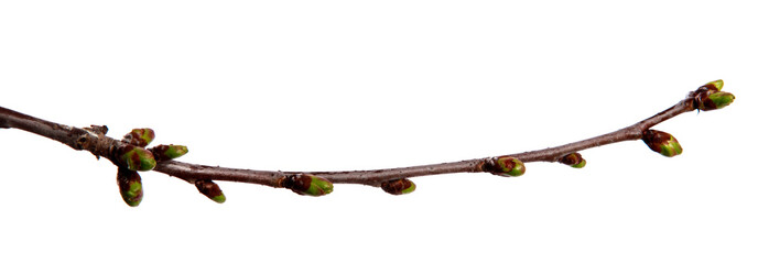 Cherry fruit tree branch with swollen buds on an isolated white background.