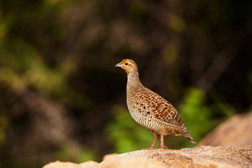 Grey Francolin, Francolinus pondicerianus, Hampi, Karnataka, India.