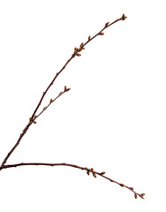 Fototapeta premium Cherry fruit tree branch with swollen buds on an isolated white background.