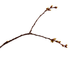 Cherry fruit tree branch with swollen buds on an isolated white background.